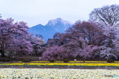 甲斐駒と桜