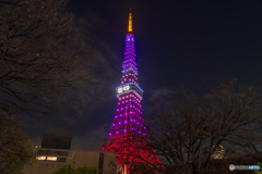 乃木坂46 東京タワー