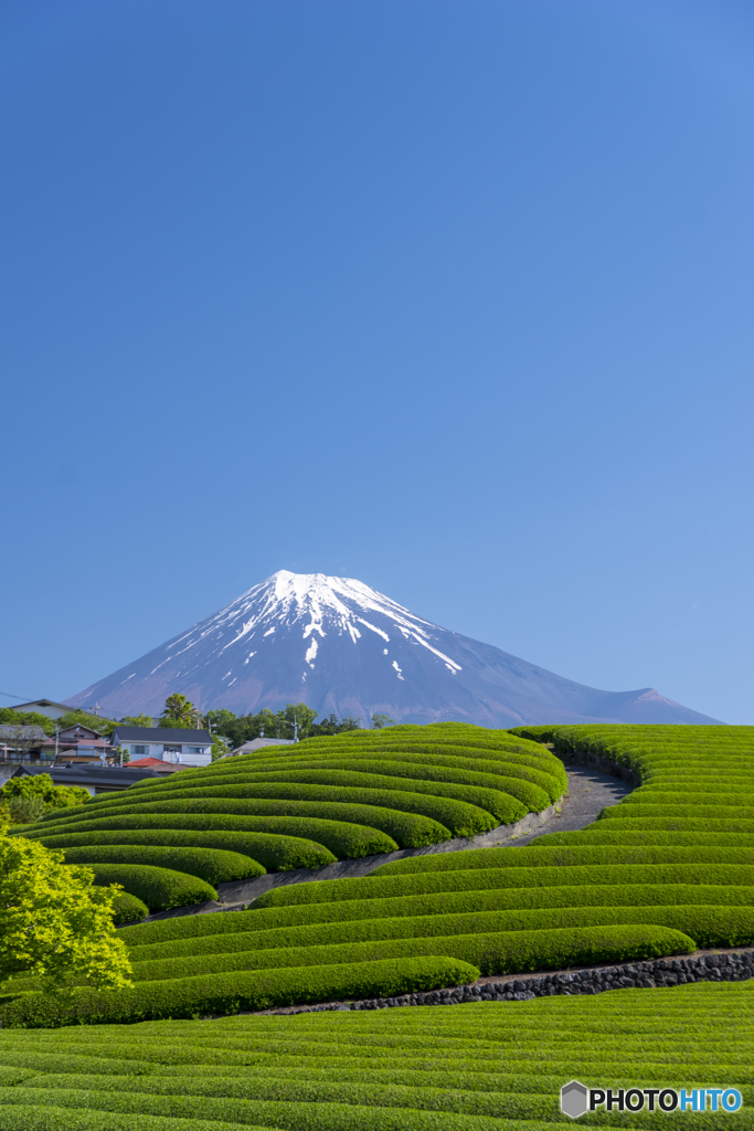茶畑巡り２