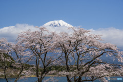 田貫湖の桜