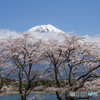 田貫湖の桜