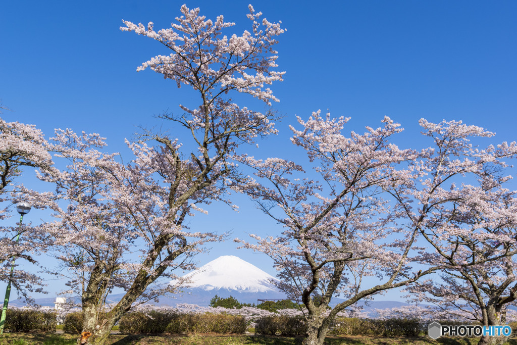東山湖の桜２