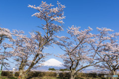 東山湖の桜２
