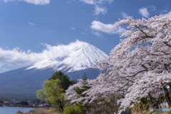 河口湖の桜