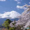 河口湖の桜