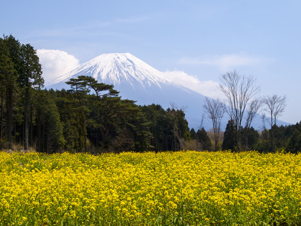 菜の花畑