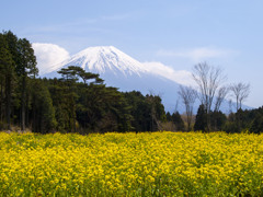 菜の花畑