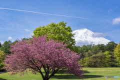 諏訪の森自然公園