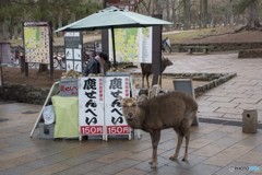 奈良の鹿