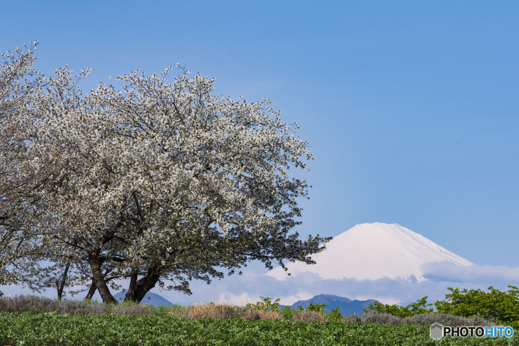 大島桜と富士山