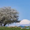 大島桜と富士山
