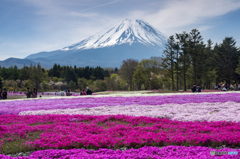 芝桜