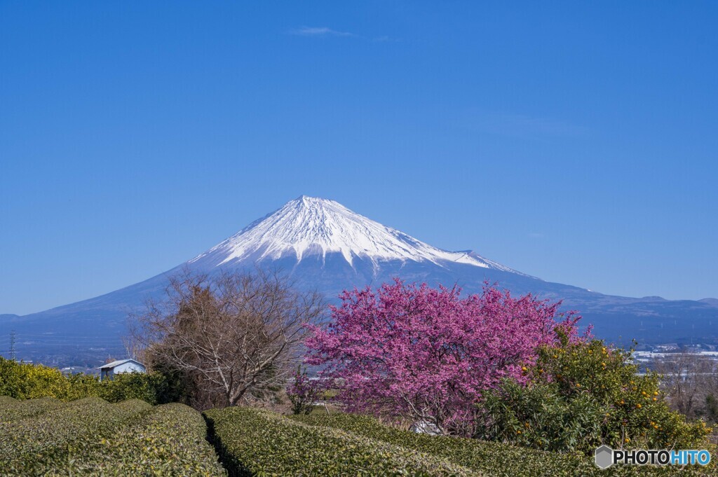 春の富士山