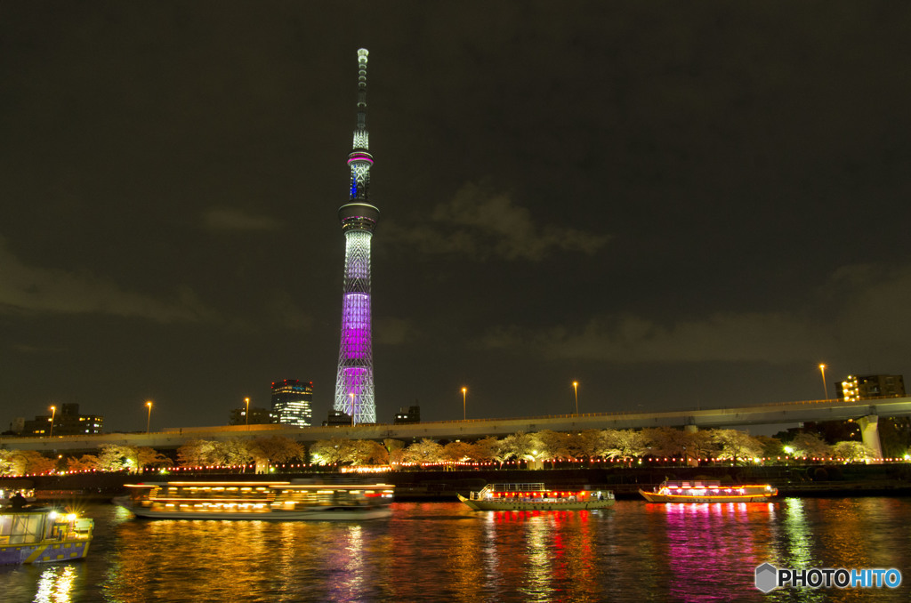 隅田公園の夜桜