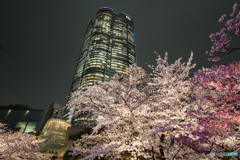 毛利庭園ライトアップ 2019
