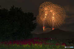 花火と彼岸花