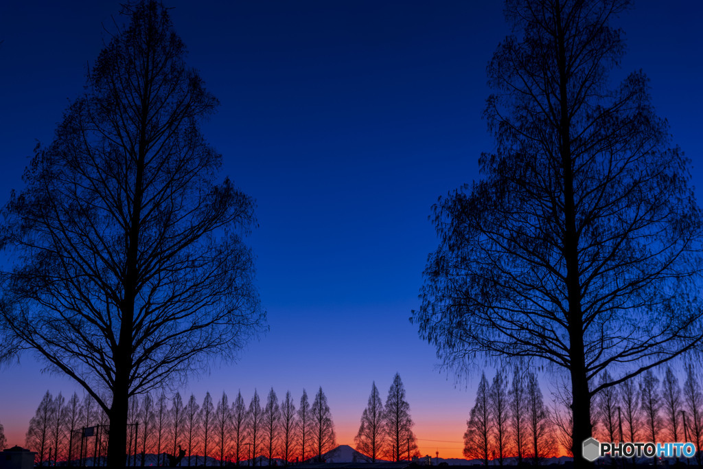 メタセコイヤ並木