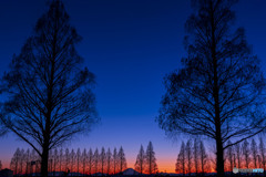 メタセコイヤ並木