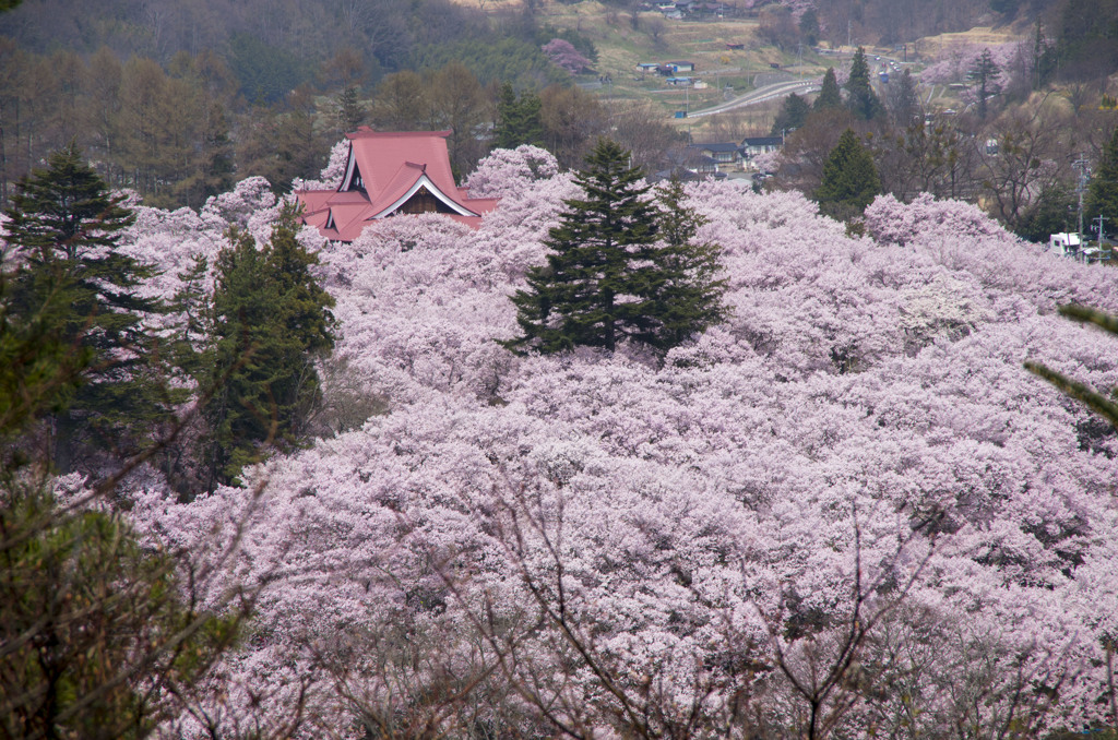 天下一の桜