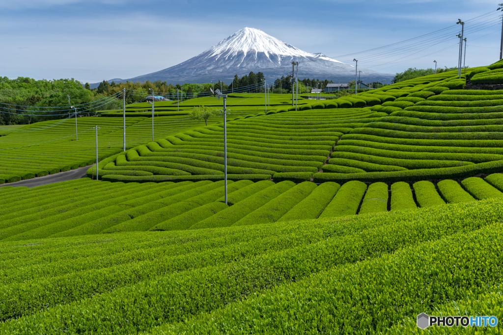 新茶の季節