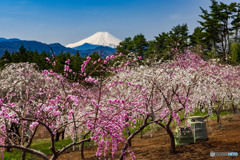 里山の春２