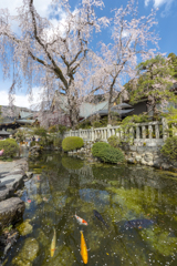しだれ桜と鯉