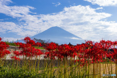 彼岸花と富士山