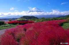 紅白鮮やかに