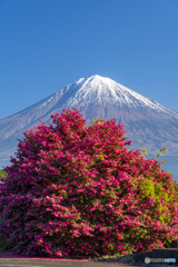 山茶花と富士山