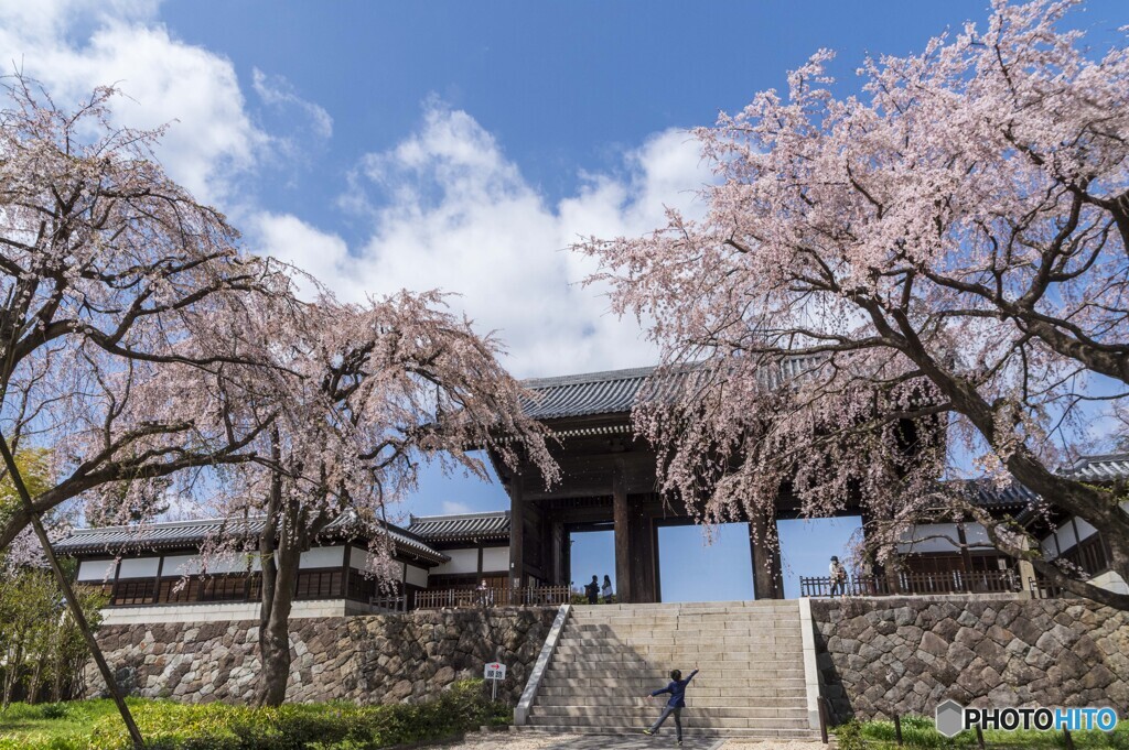 東郷寺の桜