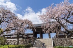 東郷寺の桜