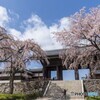 東郷寺の桜