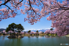 春うらら