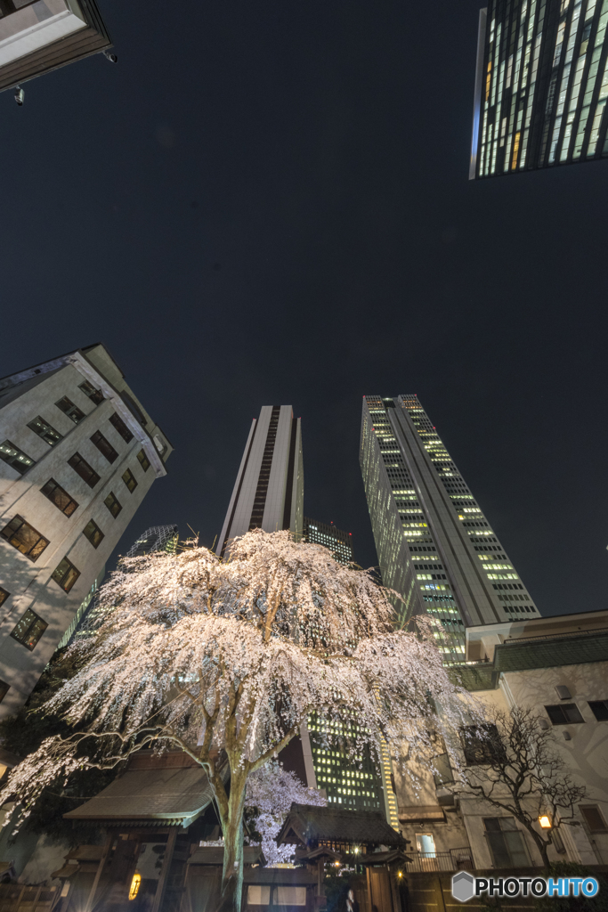 西新宿 常園寺のしだれ桜ライトアップ