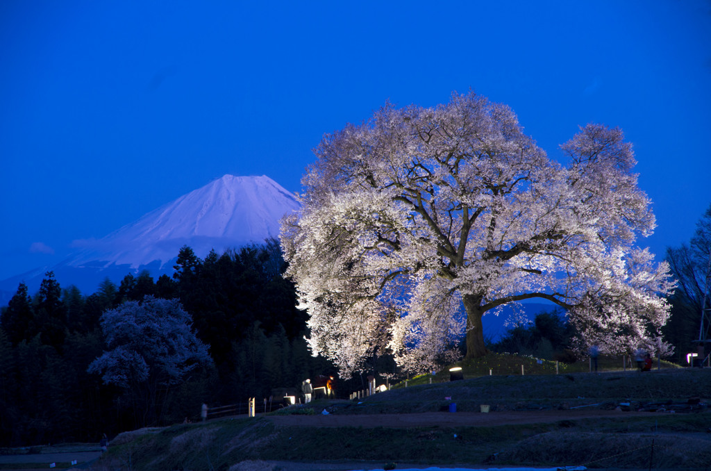 ワニ塚の桜と富士