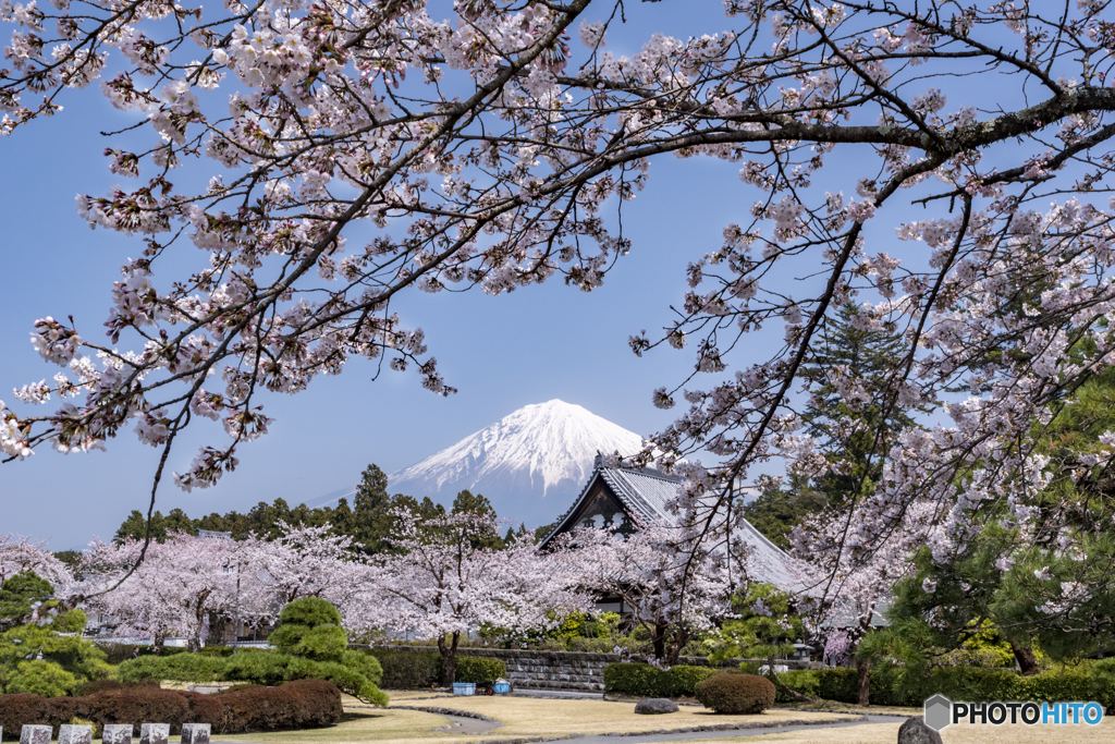 法祥園の桜