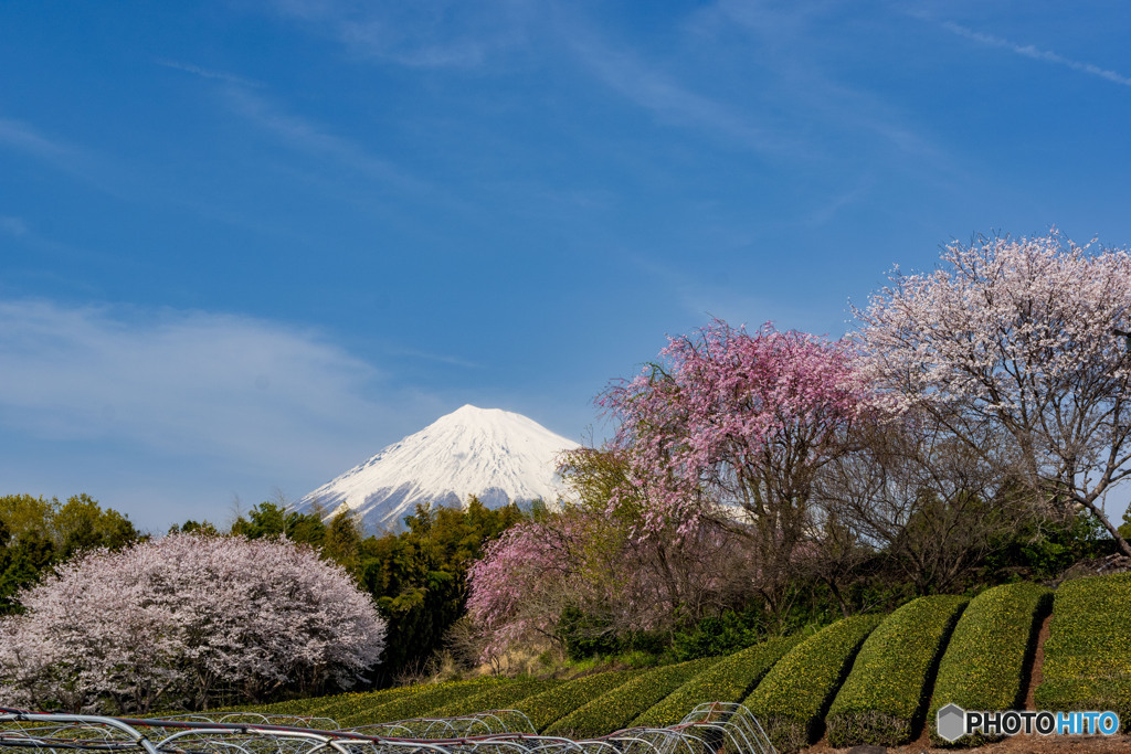 茶畑と桜