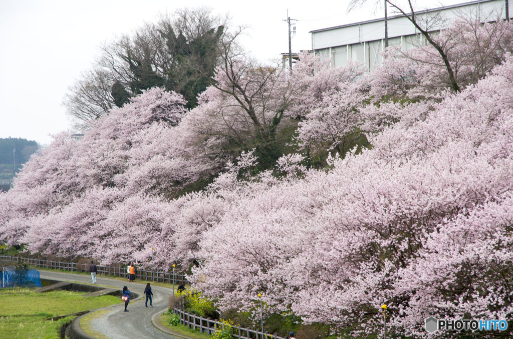 春めき桜