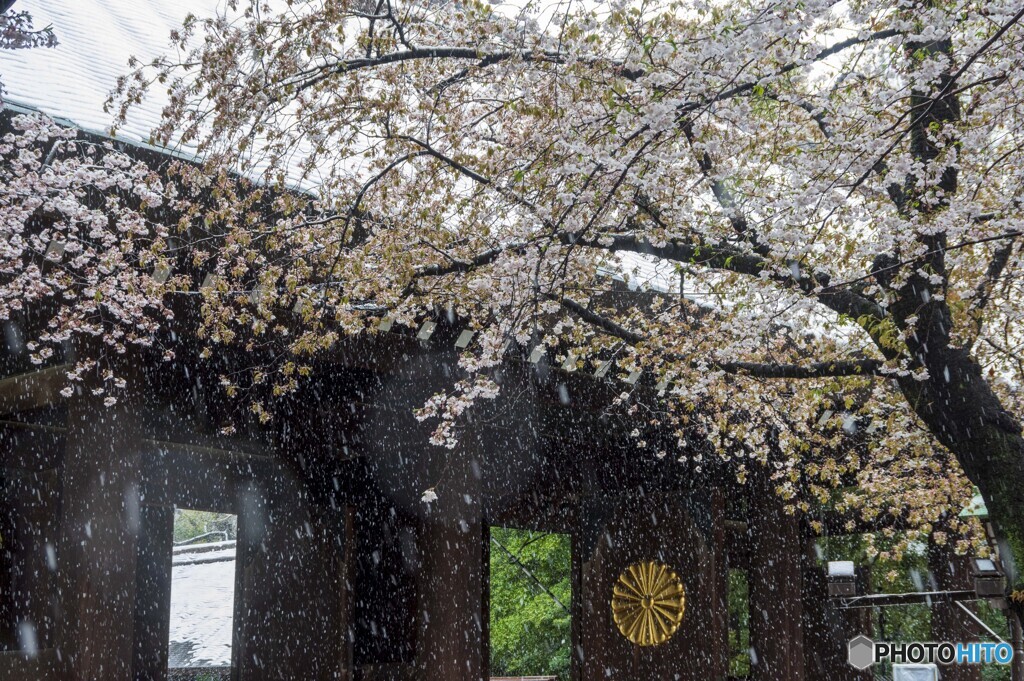 雪と桜