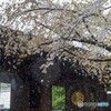 雪と桜