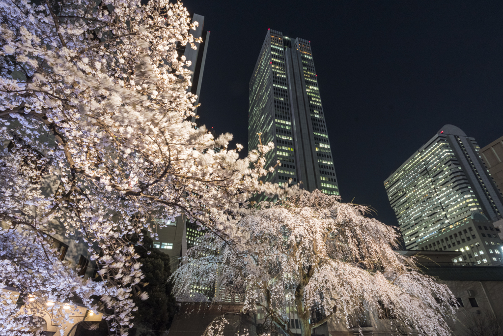 常園寺の桜２