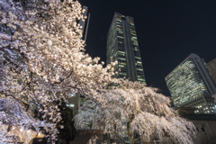 常園寺の桜２