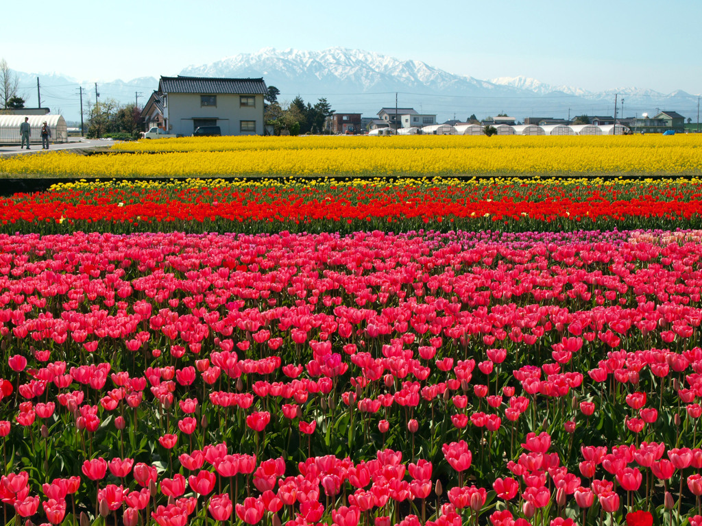 花咲く富山県