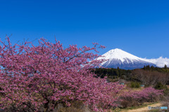 平成棚田の河津桜２