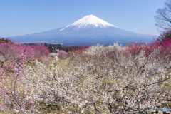 白糸の梅林