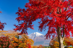 紅葉と富士山２