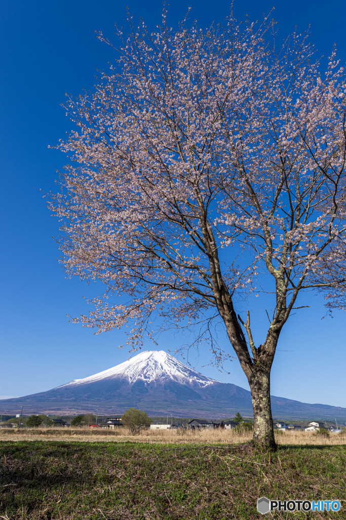 豆桜と富士山