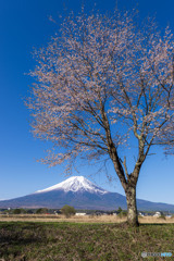 豆桜と富士山