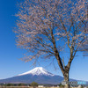 豆桜と富士山