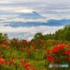 2022 甘利山のツツジ